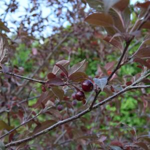 Malus × robusta 'Red Sentinel' 8-10 S